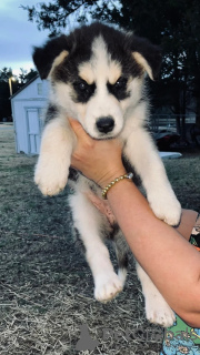 Photo №1. siberian husky - for sale in the city of Барсена-де-Сисеро | Is free | Announcement № 40105