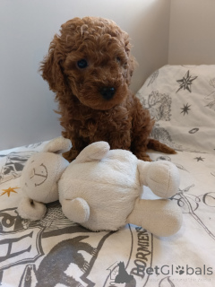 Photo №3. Toy Poodle Boy Teddy with all documents. Russian Federation