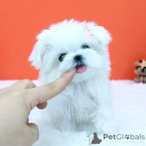 Photo №3. Cute Teacup Puppies available Female AKC registered Vet health checked 1st. Ukraine