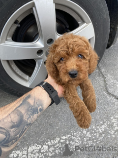 Photo №3. Toy poodle puppies. Serbia