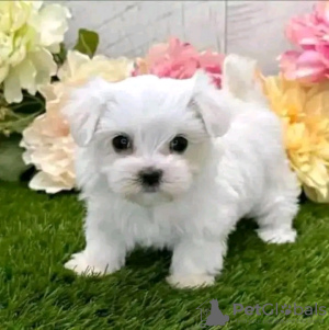 Photo №2 to announcement № 111384 for the sale of maltese dog - buy in United States private announcement