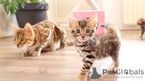 Photo №1. bengal cat - for sale in the city of Штутгарт | 264$ | Announcement № 120772