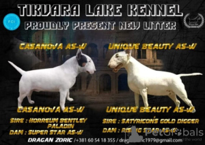 Photo №3. Standard Bull Terrier Beautiful female dog for sale. Serbia