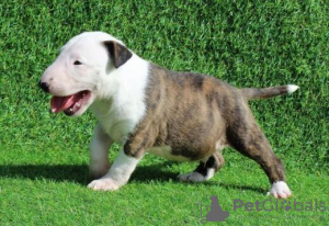 Photo №1. bull terrier - for sale in the city of Berlin | Is free | Announcement № 95058