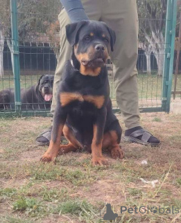 Photo №3. Top quality Rottweiler puppies. Serbia
