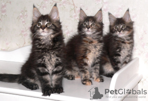 Photo №1. maine coon - for sale in the city of St. Petersburg | 473$ | Announcement № 18273