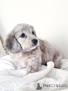 Photo №3. Adorable Dachshund Puppy Available Sweet & Playful!. Germany