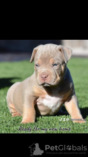 Photo №1. american bully - for sale in the city of Ohiopyle | 1000$ | Announcement № 92655