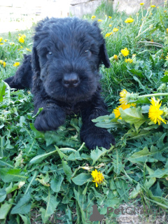 Additional photos: Black Russian Terrier puppies are offered from the oldest kennel in St.