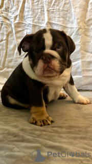 Photo №3. Protective English Bulldog puppies for sale. Germany