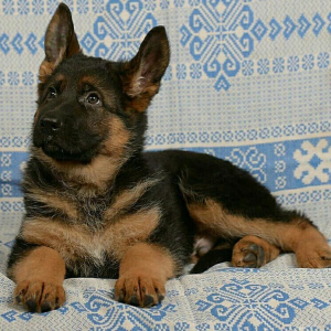 Photo №3. German Shepherd Kennel offers puppies age from 3 to 6 months. Several litters.. Russian Federation