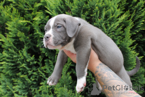 Photo №2 to announcement № 57953 for the sale of american bully - buy in Poland private announcement, breeder