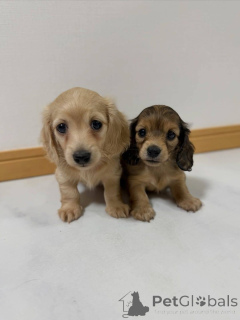 Photo №2 to announcement № 173394 for the sale of dachshund - buy in Denmark private announcement, breeder
