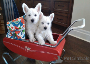 Photo №1. west highland white terrier - for sale in the city of Friggesby | negotiated | Announcement № 162119