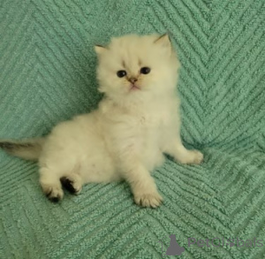 Photo №1. british shorthair - for sale in the city of Lancaster | negotiated | Announcement № 173843