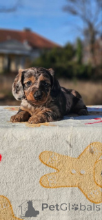 Photo №2 to announcement № 161459 for the sale of dachshund - buy in Serbia 