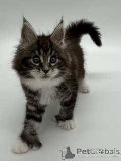 Photo №2 to announcement № 163748 for the sale of maine coon - buy in Ukraine breeder