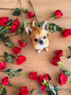 Photo №2 to announcement № 169359 for the sale of chihuahua - buy in Finland private announcement