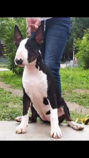 Photo №2 to announcement № 2982 for the sale of bull terrier - buy in Russian Federation private announcement