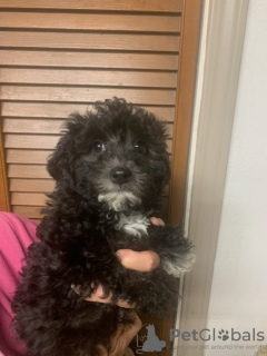 Photo №3. Schönheiten ShihPoo's. Germany