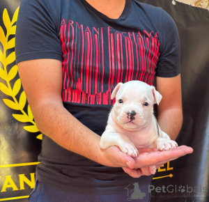 Photo №4. I will sell american staffordshire terrier in the city of Obrenovac.  - price - negotiated