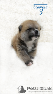 Photo №3. Akita inu puppies. Russian Federation