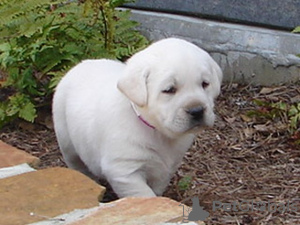 Photo №1. labrador retriever - for sale in the city of Aberdeen | negotiated | Announcement № 10142