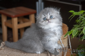 Photo №4. I will sell scottish fold in the city of Kiev. private announcement - price - 127$