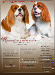 Photo №1. cavalier king charles spaniel - for sale in the city of St. Petersburg | Negotiated | Announcement № 3956