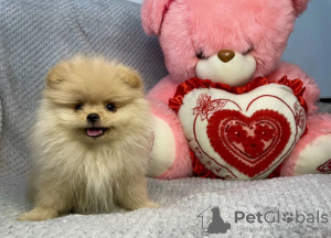 Photo №4. I will sell pomeranian in the city of Riga. private announcement - price - 332$