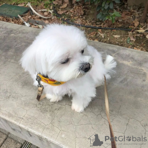 Photo №2 to announcement № 107518 for the sale of maltese dog - buy in Switzerland private announcement