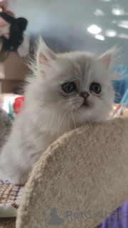 Photo №1. persian cat - for sale in the city of Odessa | 18$ | Announcement № 50587