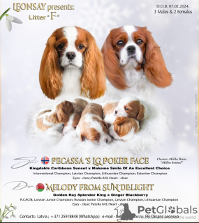 Photo №1. cavalier king charles spaniel - for sale in the city of Daugavpils | negotiated | Announcement № 94544