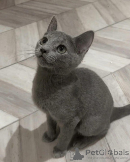 Photo №1. russian blue - for sale in the city of Riga | negotiated | Announcement № 89591
