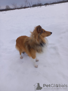 Photo №4. I will sell shetland sheepdog in the city of Kohtla-Järve. from nursery, breeder - price - negotiated