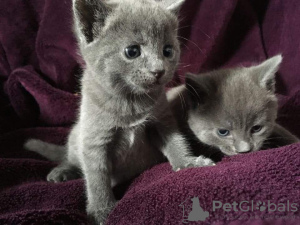 Photo №1. russian blue - for sale in the city of Berlin | 317$ | Announcement № 70417