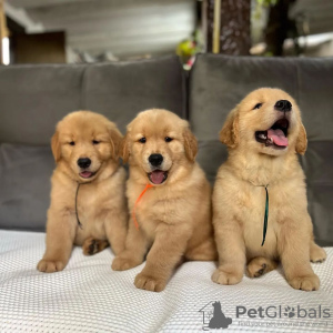 Photo №2 to announcement № 84233 for the sale of golden retriever - buy in Finland private announcement