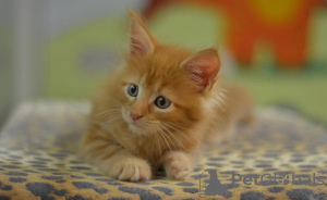 Photo №1. maine coon - for sale in the city of New York | 300$ | Announcement № 118045