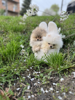 Photo №3. Pomeranian puppies of the highest pedigree. Serbia