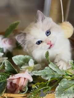Photo №3. Premium Ragdoll Kittens for Sale Soft, Sweet, and Full of Charm. Germany