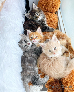 Photo №2 to announcement № 24921 for the sale of maine coon - buy in Saudi Arabia 