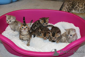 Photo №4. I will sell bengal cat in the city of Berlin. breeder - price - 370$