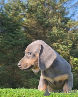 Photo №3. СНИЖЕННАЯ ЦЕНА KC, DNA Clear Miniature Dachshund. United States