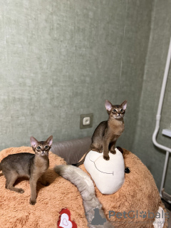 Photo №3. Abyssinian kittens. Belarus
