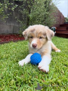 Photo №2 to announcement № 159493 for the sale of australian shepherd - buy in Germany breeder