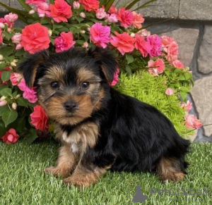 Photo №2 to announcement № 115291 for the sale of yorkshire terrier - buy in United States 