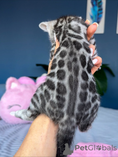 Photo №2 to announcement № 157591 for the sale of bengal cat - buy in Germany breeder