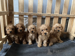 Photo №2 to announcement № 126822 for the sale of poodle (toy) - buy in Serbia private announcement