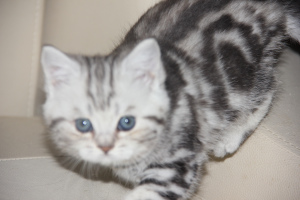 Photo №4. I will sell british shorthair in the city of St. Petersburg. breeder - price - negotiated