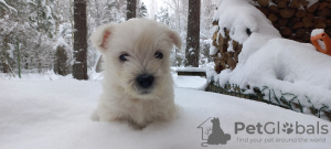 Additional photos: Best West Highland White Terrier puppies for sale